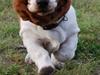 Basset hound Bobass Ninka