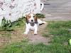 Blanding af racer Prinsesse Fiona