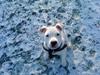 Amerikansk staffordshire terrier Miamii Baby <3 †Himmelhund†