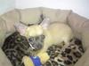 Chihuahua Mercedes