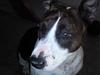 Blanding af racer Amstaff/bullterrie Sussie