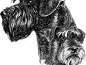 Riesenschnauzer Simbo<33 R.I.P