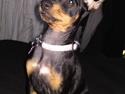 Engelsk toy terrier Tiescha