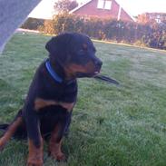 Rottweiler Diesel