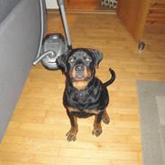 Rottweiler Diesel