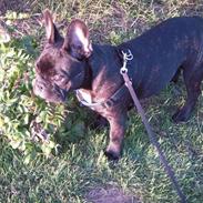 Fransk bulldog Balther
