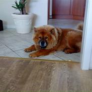 Chow chow Max