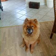 Chow chow Max