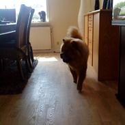 Chow chow Max