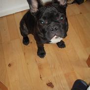 Fransk bulldog Balther