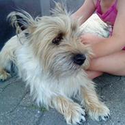 Cairn terrier Bubber