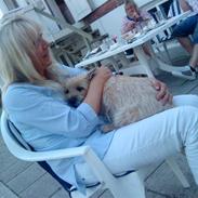 Cairn terrier Bubber