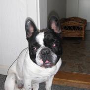 Fransk bulldog Verner