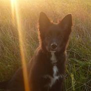 Blanding af racer Luna