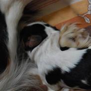 Cavalier king charles spaniel Balder