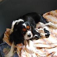 Cavalier king charles spaniel Balder