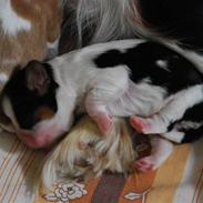 Cavalier king charles spaniel Balder