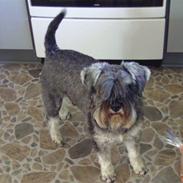 Dvaergschnauzer Neno (Nemo)