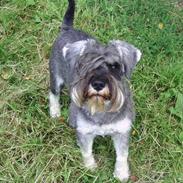 Dvaergschnauzer Neno (Nemo)