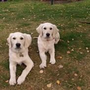 Golden retriever Coco