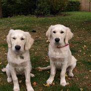 Golden retriever Coco