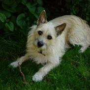 Cairn terrier Frida