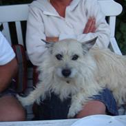 Cairn terrier Frida