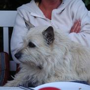 Cairn terrier Frida