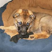 Schæferhund Asbis Gimpe