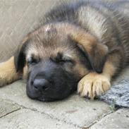 Schæferhund Asbis Gimpe