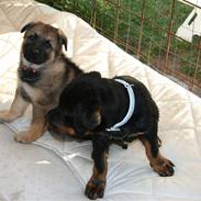 Schæferhund Asbis Gimpe