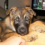 Schæferhund Asbis Gimpe