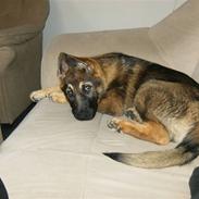 Schæferhund Asbis Gimpe