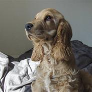 Cocker spaniel Viggo