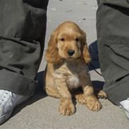 Cocker spaniel Viggo