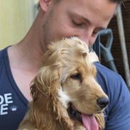 Cocker spaniel Viggo