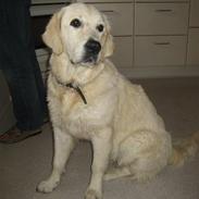 Golden retriever Emma
