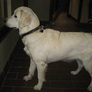 Golden retriever Emma