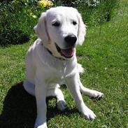 Golden retriever Emma