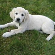 Golden retriever Emma
