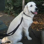 Golden retriever Emma