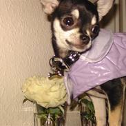 Chihuahua Cher blir kaldt Donna