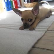 Chihuahua Eddie