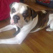 Amerikansk bulldog kenzo