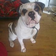 Amerikansk bulldog kenzo
