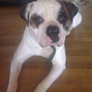 Amerikansk bulldog kenzo