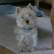 West highland white terrier Otto