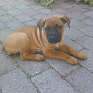 Dogo canario Malou <3