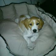 Labrador retriever /breton   Tubi :) Rip 