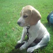 Labrador retriever /breton   Tubi :) Rip 